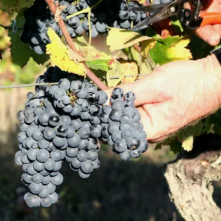 Chateau De Mayragues Casa vacanze Castelnau-de-Montmiral