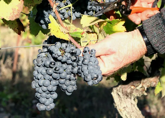 Château De Mayragues Casa de Férias Castelnau-de-Montmiral