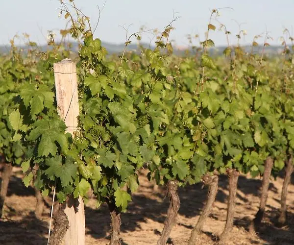 Casa de Férias Château De Mayragues *